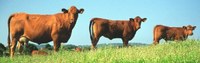 Jornada tècnica boví de carn
