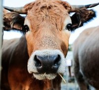 XXI Jornada tècnica del Boví de Carn d'Alcarràs