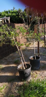 DONACIÓ OLIVERES