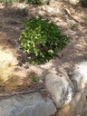 DONACIÓ PLANTES