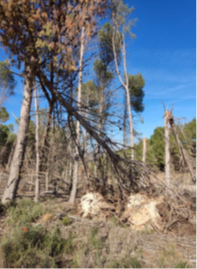 L’AJUNTAMENT D’ALMENAR HA REBUT UN AJUT A LA GESTIÓ FORESTAL SOSTENIBLE, PER A PREVENCIÓ D’INCENDIS FORESTALS I RESTAURACIÓ DEL POTENCIAL FORESTAL