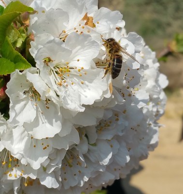 Alcarràs entrega els premis als guanyadors del concurs d’Instagram ‘Alcarràs Florit’