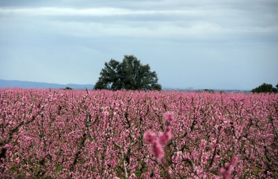 Alcarràs difon en un vídeo l'atractiu de la floració dels fruiters