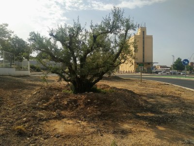 Alcarràs millora l’entorn urbà en incorporar més de 160 nous arbres als seus carrers, parcs i places