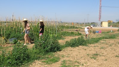 Alcarràs organitza una jornada de portes obertes als horts municipals