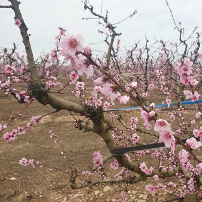 Alcarràs referma la seva capitalitat i condició de referent català en matèria de patrimoni natural amb la floració