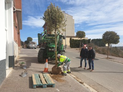 Alcarràs renova l’arbrat amb la plantada d’un centenar de nous exemplars al polígon Polinasa i el casc urbà