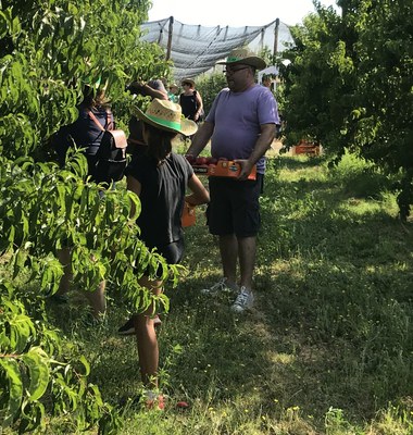 Collir fruita de l'arbre per menjar-la, passeigs amb carruatge i esmorzar entre fruiters, com a reclam turístic