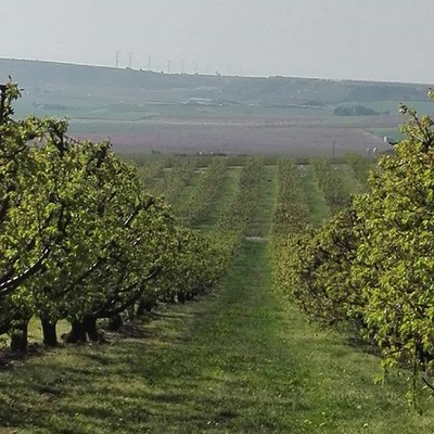 Els municipis fructícoles, els sindicats i les organitzacions empresarials del sector exigeixen solucions per garantir la disponibilitat de personal cara a la campanya agrària que està a punt d’iniciar-se en plena pandèmia del coronavirus