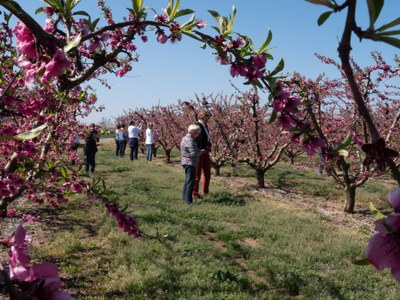 La sisena edició de la ruta Alcarràs Florit tanca amb èxit de participants