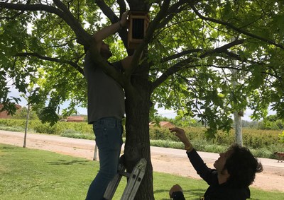 L'Ajuntament d'Alcarràs inicia tasques per eliminar l'ús de fitosanitaris per al control de plagues de l'arbrat urbà mitjançant el control biològic