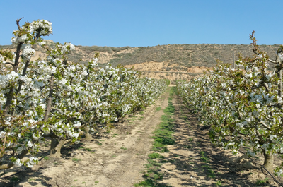 Obert el termini de sol·licitud de bonificació de l’IBI de naturalesa rústica de l’any 2023 