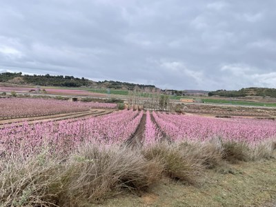Prop d’un miler de persones han conegut el paisatge dels camps alcarrassins en flor i el valor de la feina pagesa gràcies a l’edició 2022 de l’Alcarràs Florit