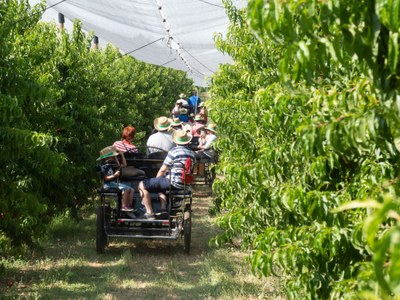 Torna la 4a Ruta de Patrimoni Alcarràs en Fruit